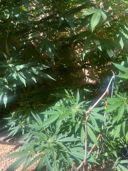 ETHOS Grandpas Cookies Multipack 2024. Week 14