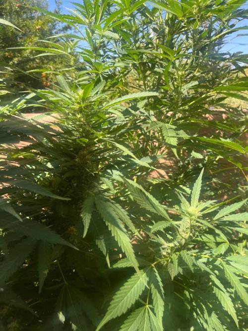 ETHOS Grandpas Cookies Multipack 2024. Week 14