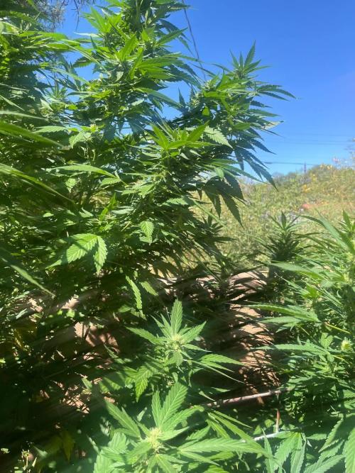 ETHOS Grandpas Cookies Multipack 2024. Week 14