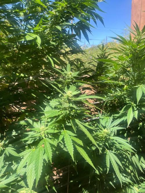 ETHOS Grandpas Cookies Multipack 2024. Week 14