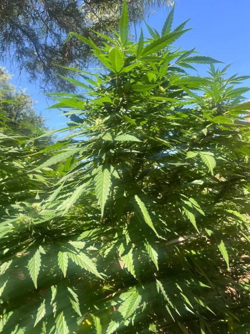 ETHOS Grandpas Cookies Multipack 2024. Week 14