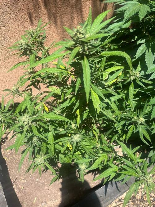 ETHOS Grandpas Cookies Multipack 2024. Week 14