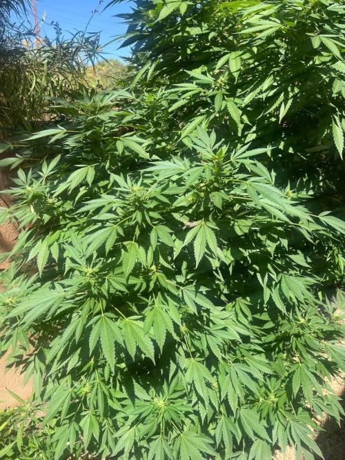 ETHOS Grandpas Cookies Multipack 2024. Week 14