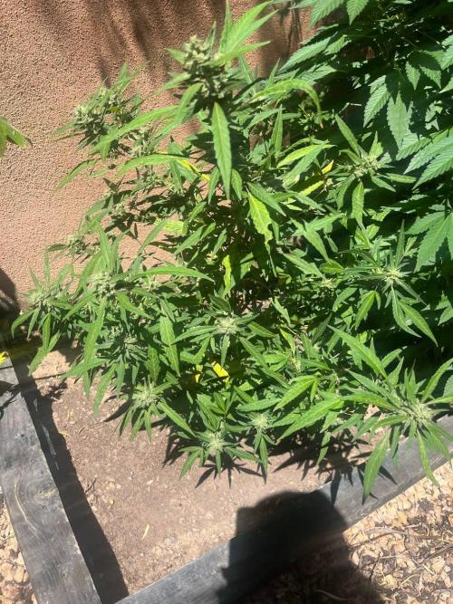 ETHOS Grandpas Cookies Multipack 2024. Week 14