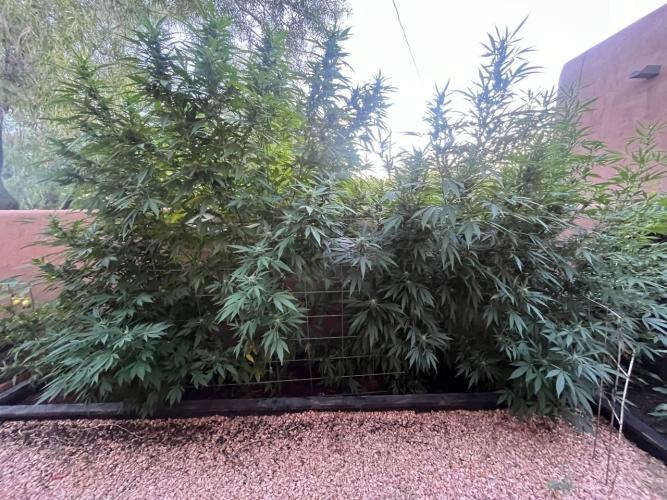 ETHOS Grandpas Cookies Multipack 2024. Week 14