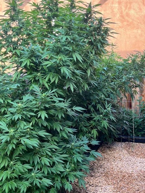 ETHOS Grandpas Cookies Multipack 2024. Week 14