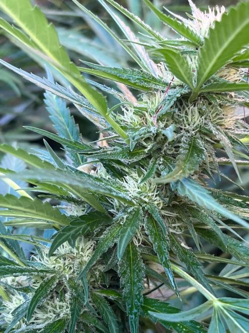 ETHOS Grandpas Cookies Multipack 2024. Week 14