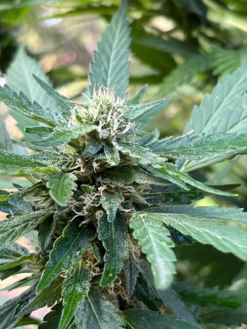 ETHOS Grandpas Cookies Multipack 2024. Week 14