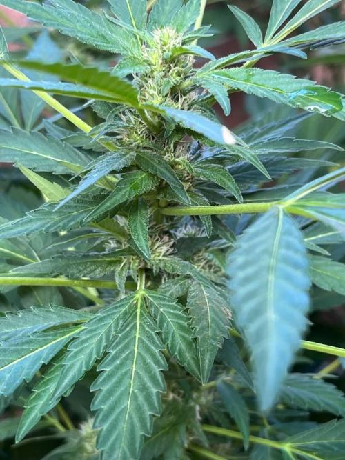 ETHOS Grandpas Cookies Multipack 2024. Week 14