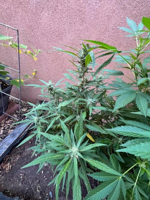 ETHOS Grandpas Cookies Multipack 2024. Week 13