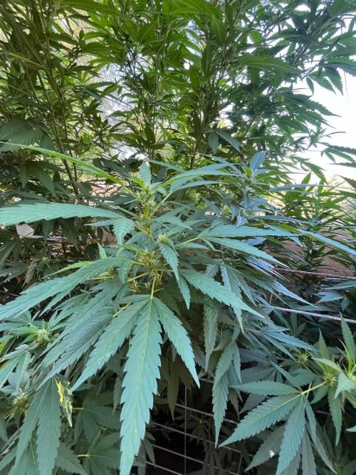 ETHOS Grandpas Cookies Multipack 2024. Week 13