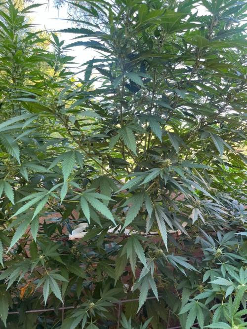 ETHOS Grandpas Cookies Multipack 2024. Week 13