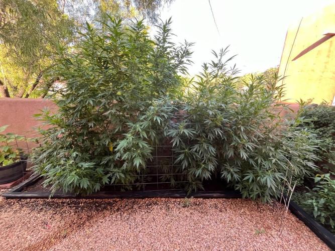 ETHOS Grandpas Cookies Multipack 2024. Week 13