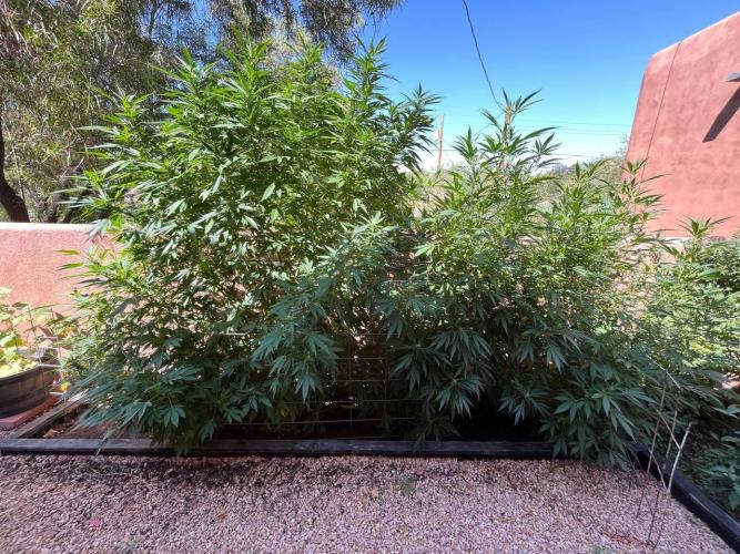 ETHOS Grandpas Cookies Multipack 2024. Week 13