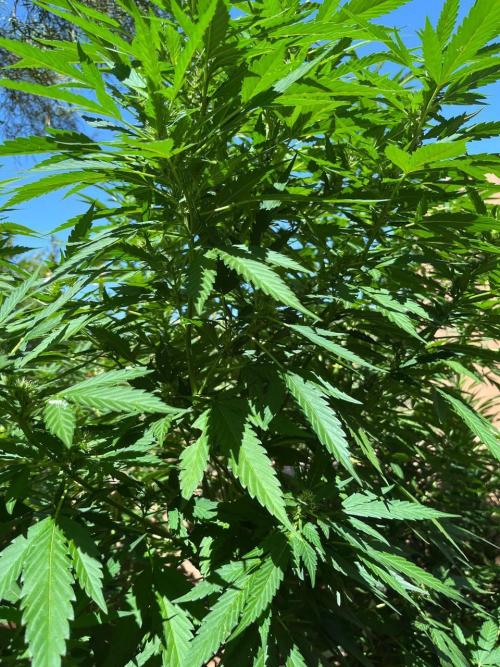 ETHOS Grandpas Cookies Multipack 2024. Week 13