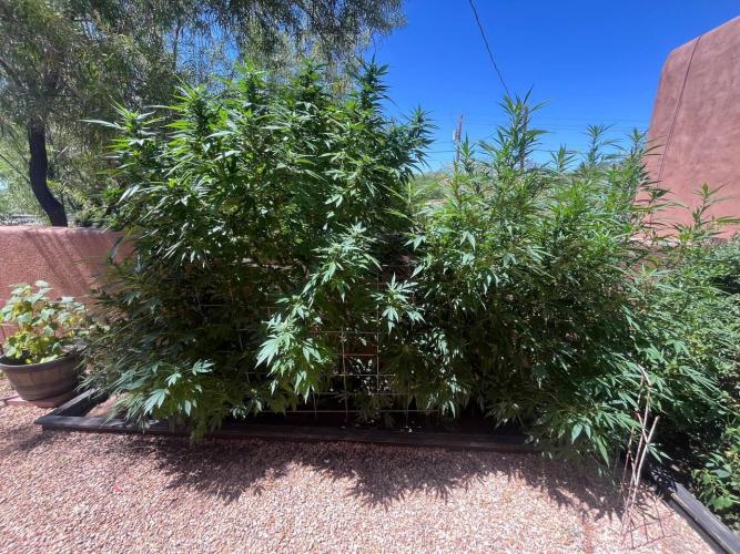 ETHOS Grandpas Cookies Multipack 2024. Week 13