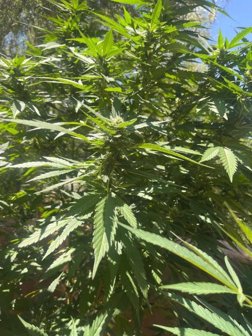 ETHOS Grandpas Cookies Multipack 2024. Week 13