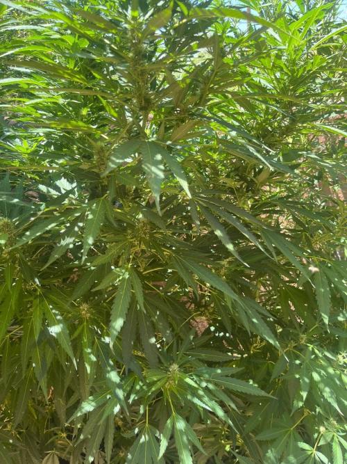 ETHOS Grandpas Cookies Multipack 2024. Week 13