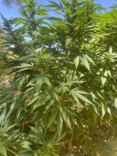 ETHOS Grandpas Cookies Multipack 2024. Week 13