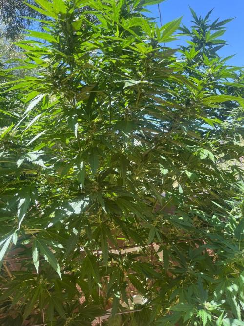 ETHOS Grandpas Cookies Multipack 2024. Week 13