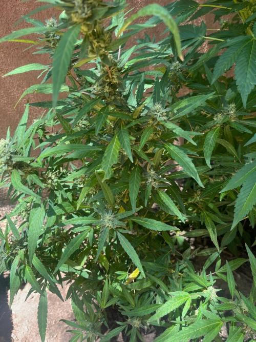 ETHOS Grandpas Cookies Multipack 2024. Week 13