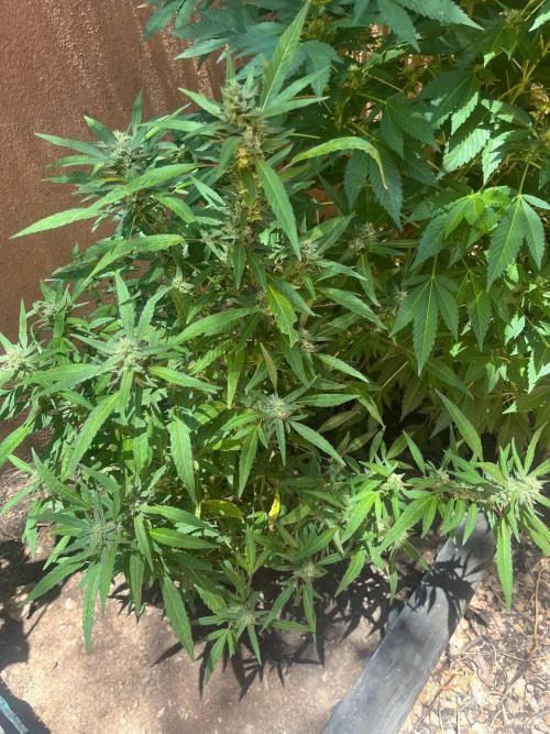 ETHOS Grandpas Cookies Multipack 2024. Week 13