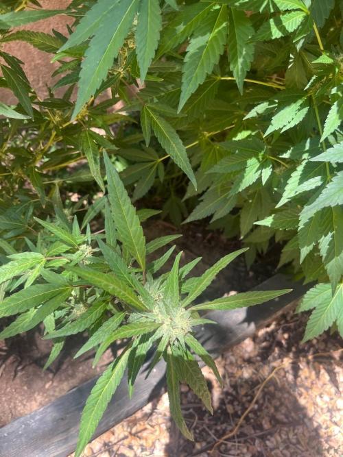 ETHOS Grandpas Cookies Multipack 2024. Week 13