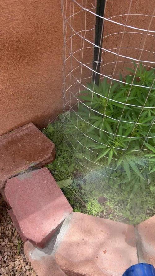 Mixed Organic Photo Outdoor