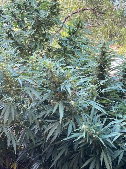ETHOS Grandpas Cookies Multipack 2024. Week 15