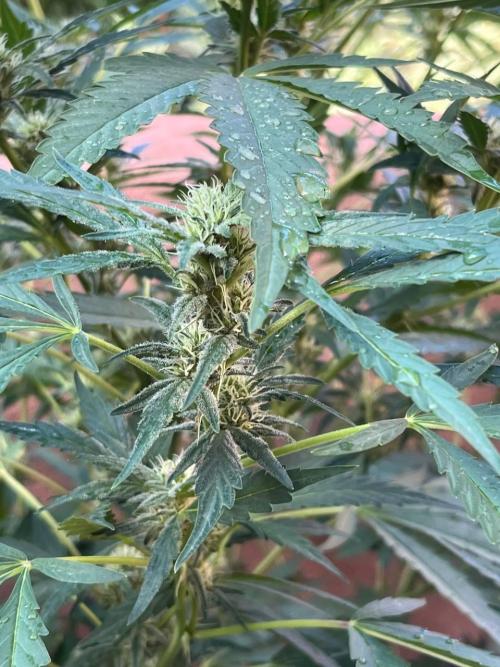 ETHOS Grandpas Cookies Multipack 2024. Week 15