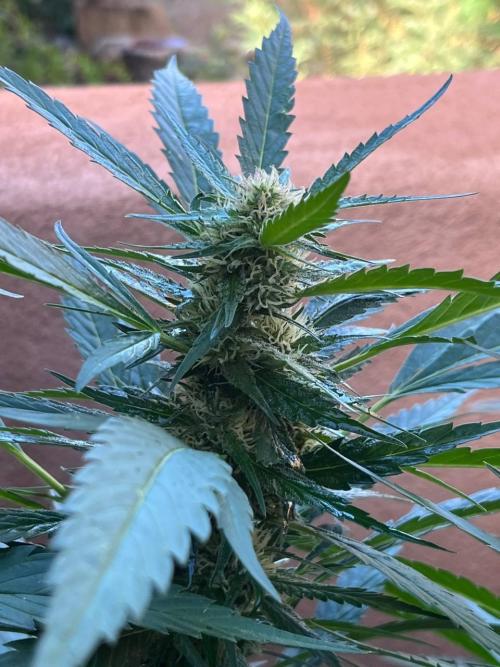 ETHOS Grandpas Cookies Multipack 2024. Week 15