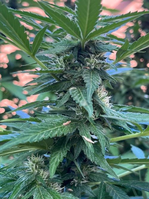 ETHOS Grandpas Cookies Multipack 2024. Week 15