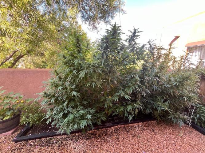 ETHOS Grandpas Cookies Multipack 2024. Week 15