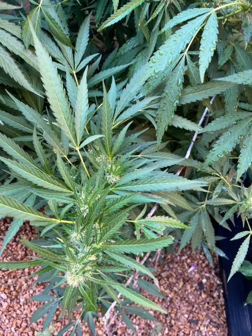 ETHOS Grandpas Cookies Multipack 2024. Week 15