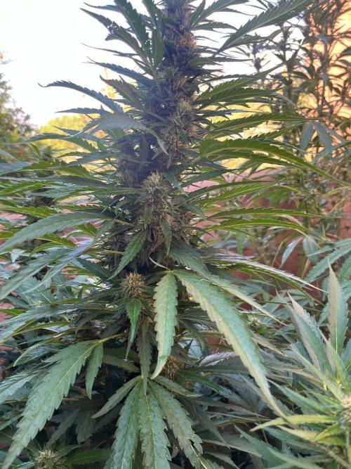 ETHOS Grandpas Cookies Multipack 2024. Week 15