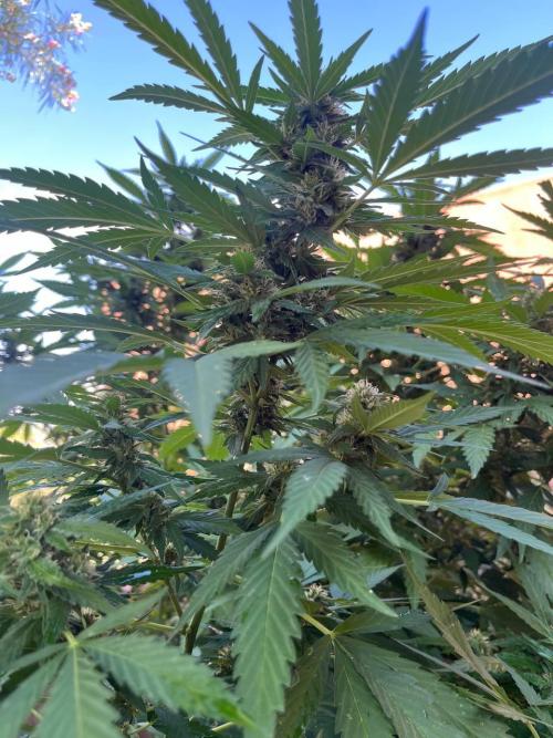ETHOS Grandpas Cookies Multipack 2024. Week 15