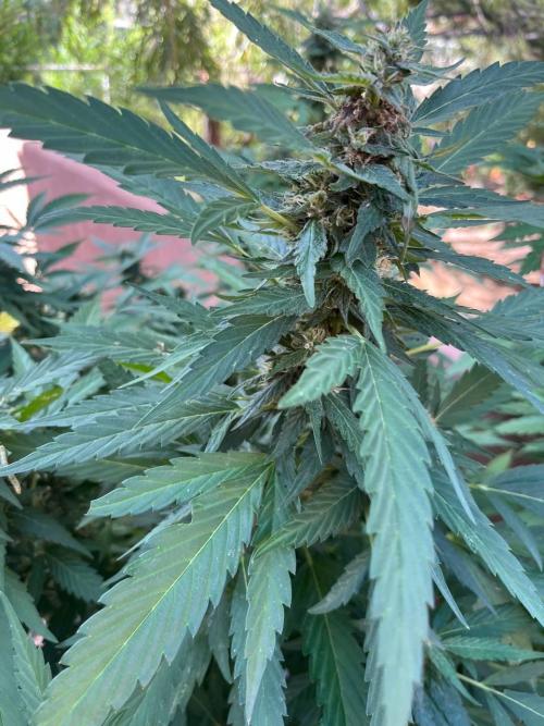 ETHOS Grandpas Cookies Multipack 2024. Week 15