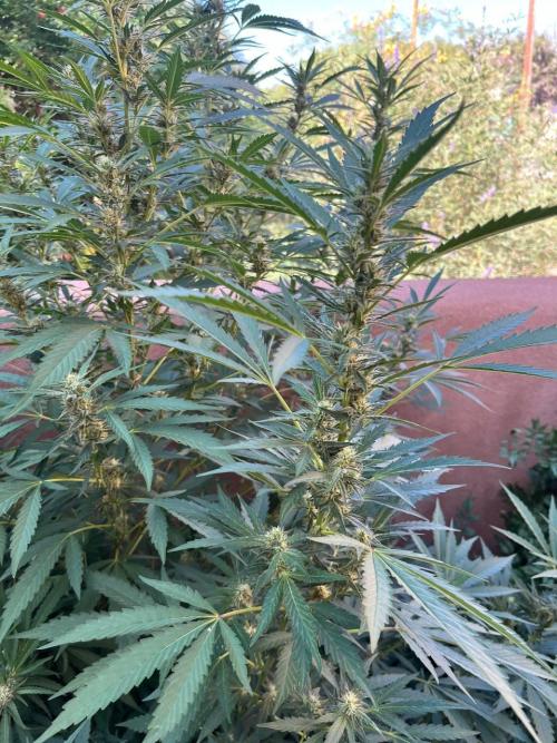 ETHOS Grandpas Cookies Multipack 2024. Week 15