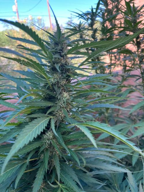 ETHOS Grandpas Cookies Multipack 2024. Week 15
