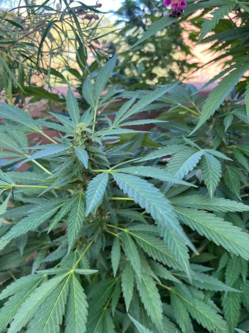 ETHOS Grandpas Cookies Multipack 2024. Week 15