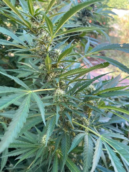 ETHOS Grandpas Cookies Multipack 2024. Week 15