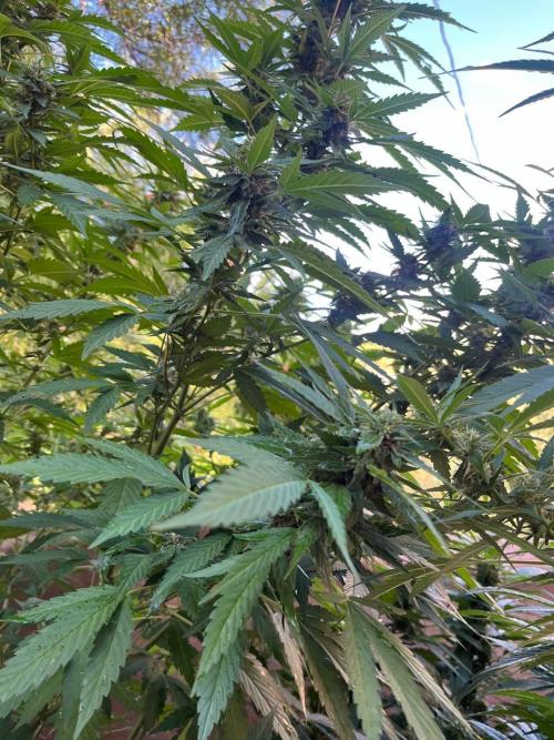 ETHOS Grandpas Cookies Multipack 2024. Week 15