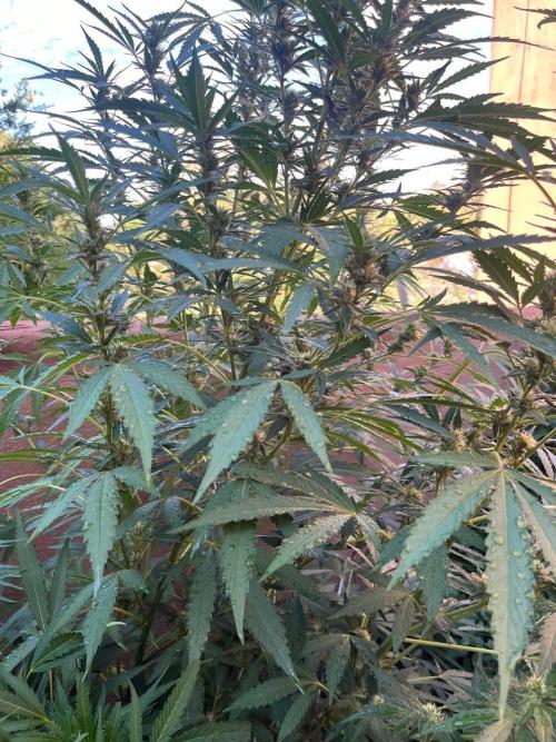ETHOS Grandpas Cookies Multipack 2024. Week 15