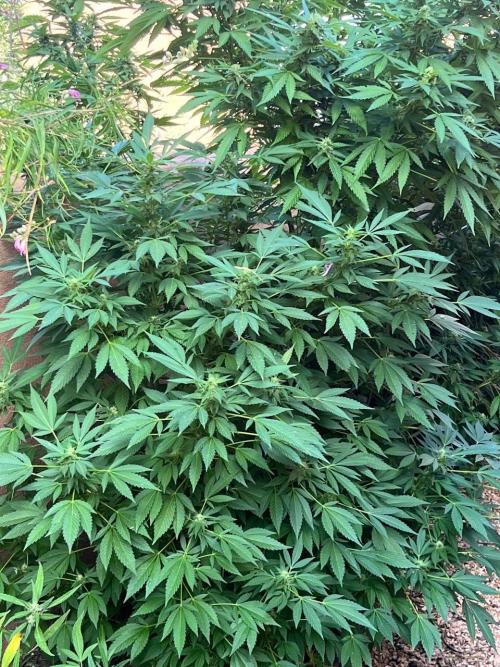 ETHOS Grandpas Cookies Multipack 2024. Week 15