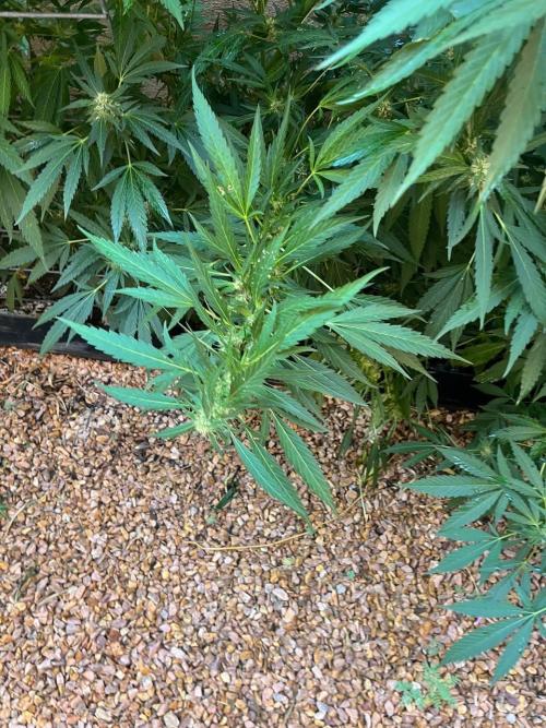 ETHOS Grandpas Cookies Multipack 2024. Week 15