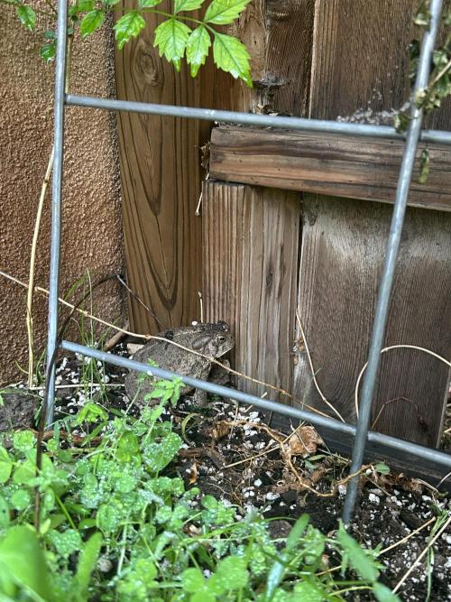 Mixed Organic Photo Outdoor. Week 12