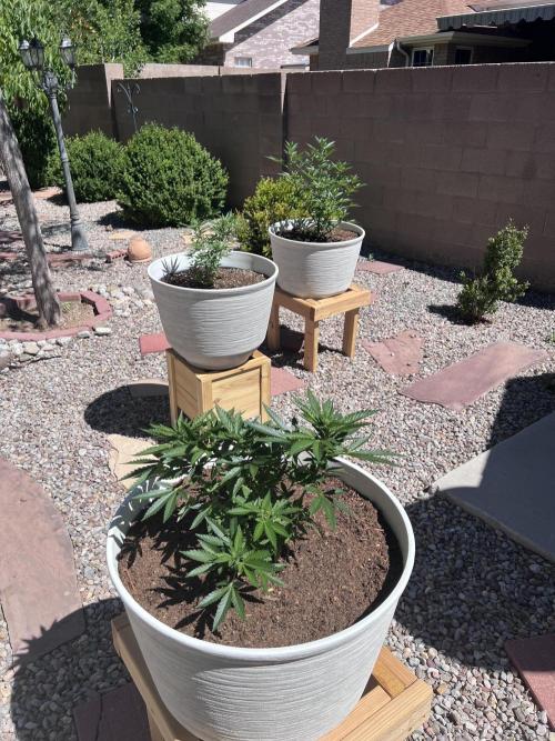 Mixed Organic Photo Outdoor. Week 13