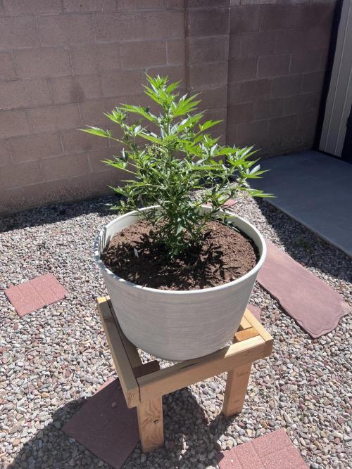 Mixed Organic Photo Outdoor. Week 13