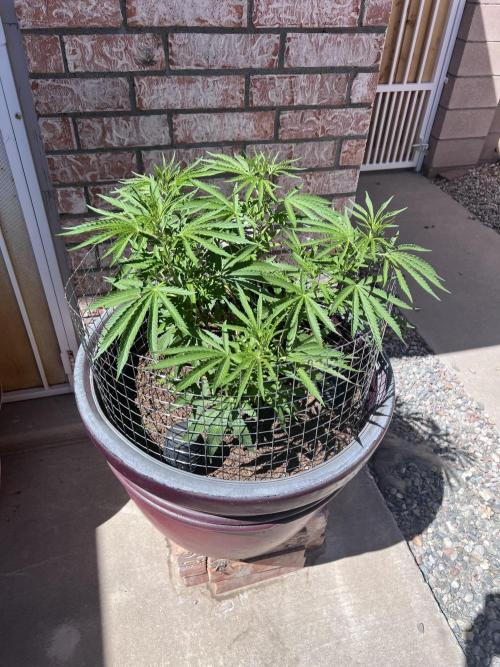 Mixed Organic Photo Outdoor. Week 13
