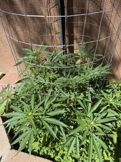 Mixed Organic Photo Outdoor. Week 13